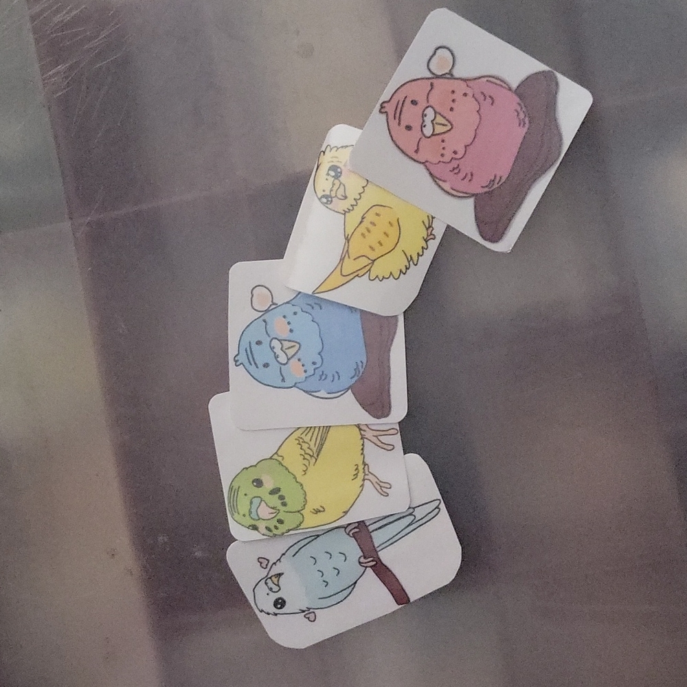 Budgie burd bundle